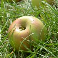 Саженец Яблоня Мир в контейнере